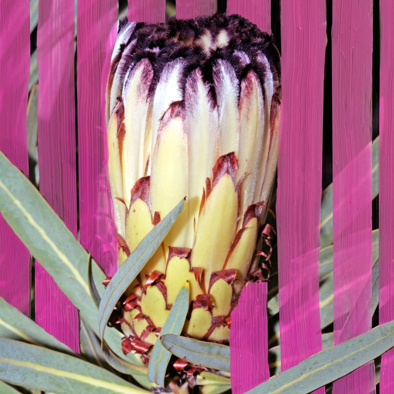LNFLORESCENCE